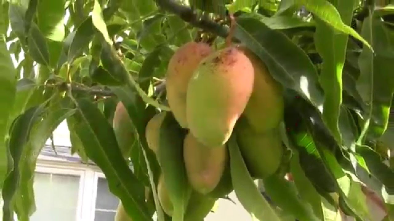 Mangos In Northern California Youtube