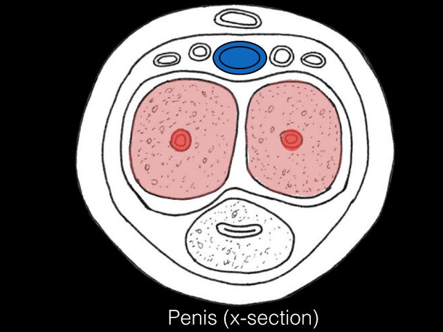 tip gay penis dimensiune