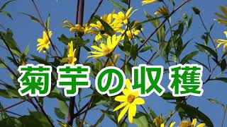 菊芋（きくいも）の収穫