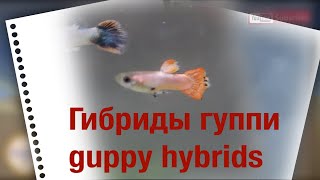 Как вам эти гибриды гуппи/How do you like these guppy hybrids ?!