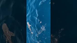 #whaleshark #TiburonBallena #dondehayunpezhayunavida #oceanlife #oceanprotection # océano