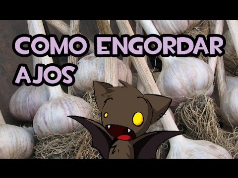 Como engordar Ajos | Huerta Organica