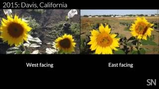 Young sunflowers follow the sun's rays | Science News