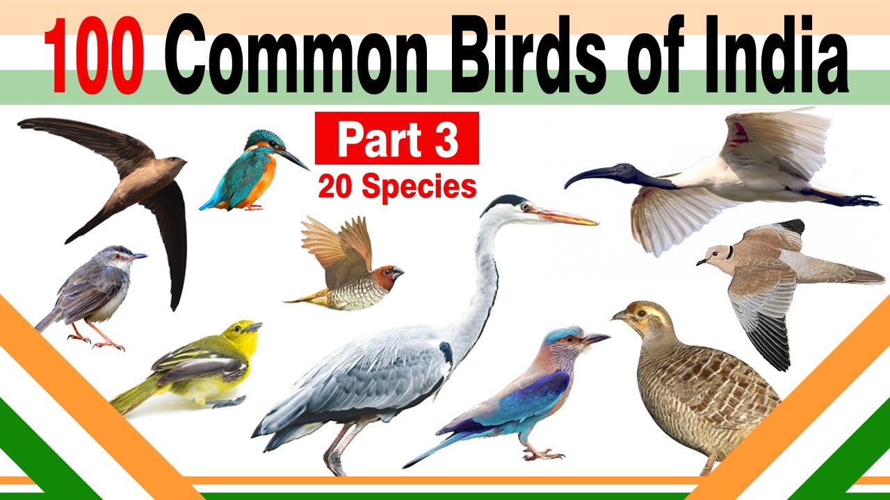 100 Common Birds of India (Part 3/5) - YouTube
