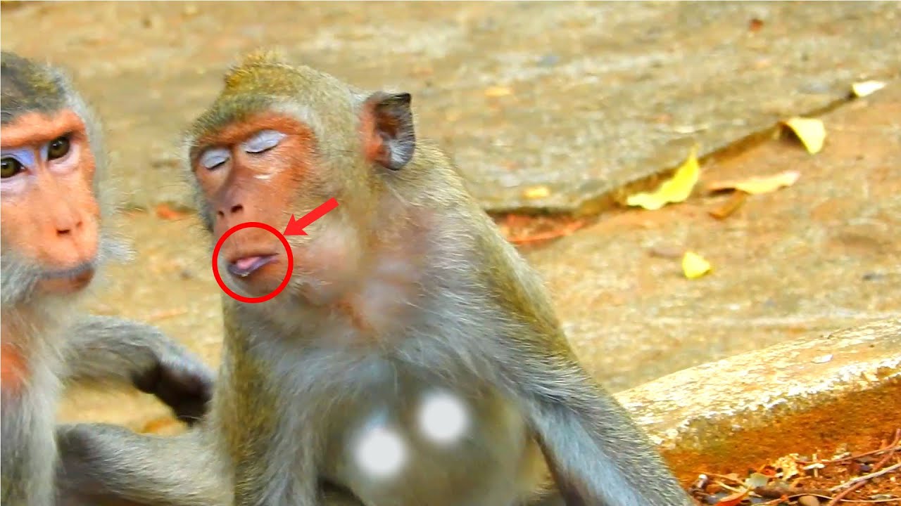 God, help this poor monkey mother look uncomfortable.My Video - YouTube