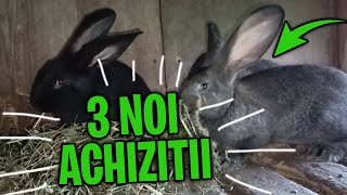 🟢 Am revenit cu 3 noi achizitii de Iepuri Urias German Gri Fier / Negru❗ Cum se prezinta iepurii ?