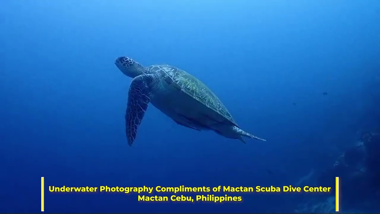 Gilutungan Island Dive - Mactan Cebu, Philippines
