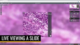 Live viewing slides on Grundium Ocus® microscope scanners