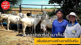 ว่างจากการทำนาก็เลี้ยงแกะ เพิ่มช่องทางสร้างรายได้เสริม @sheepcommunity