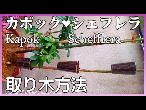 Kapok Air Layering カポック取り木 植物日記０２ Plant Diary 02 カポックの育て方 カポック増やし方 カポック風水 カポック花言葉 観葉植物 Youtube