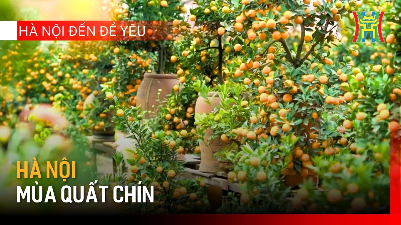 Hà Nội mùa quất chín | Hà Nội đến để yêu