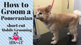 How to Groom a Pomeranian