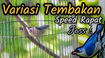 RAMBATAN PARUH MERAH GACOR TEMBAKAN VARIASI SPEED RAPAT