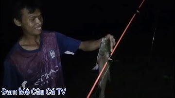 test bài mồi Khoai lang ủ dính toàn cá mè khủng ở hồ gia ui Xuân Lộc Đồng Nai #55