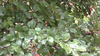 Мокрые листья [Видео футаж Full HD 1080p]