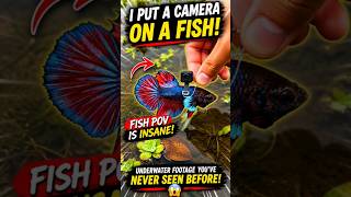 You are the Betta now… alone in your silent world 😳