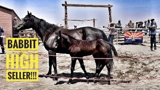 HASHKNIFE HORSE SALE | MEET ROSS