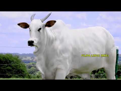 LOTE 05   BAKIRA FIV GDA   NGDA 57 zap
