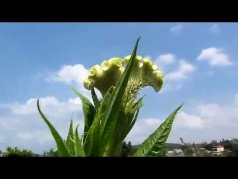 千年等一回/宋玉香