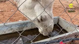The camel drinks water