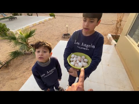 افضل علف لدجاج شوفو كمية البيض