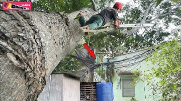 Het zagen van een Sa Cu-boom met takken die aan het dak hangen en elektrische draden is erg moeil...