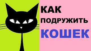 Как подружить кошек - советы владельцам