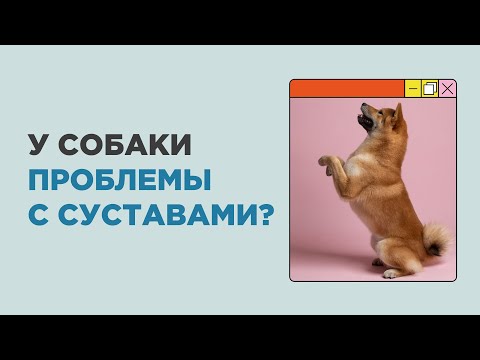 Как понять, что у собаки проблемы с суставами? Собака стала хромать?