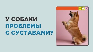 Как Понять, Что У Собаки Проблемы С Суставами? Собака Стала Хромать?