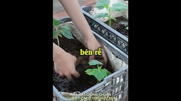 Mách bạn mẹo nhỏ trồng Dưa Chuột thu hoạch nhanh năng suất cao