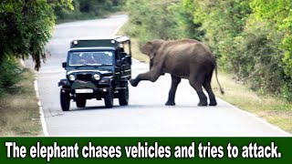 The elephant chases vehicles and tries to attack....