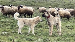 DUMAN SÜRÜ KÖPEKLERİNE KARŞI..! UZUN Bİ ARADAN SONRA DUMANLA ATEŞ KOYUNLARDA. #sürüköpekleri