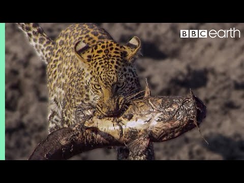 Leopard Learns How to Catch a Fish | BBC Earth