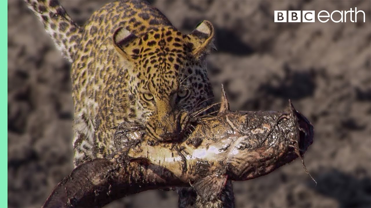 ⁣Leopards learn how to Catch Catfish | BBC Earth
