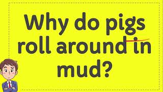 Why do pigs roll around in mud?