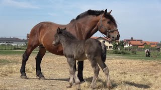Caii lui Csabi si Levi de la Sanmartin, Bihor  - 2024 Nou!!!