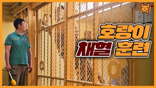 맹수의 건강 검진은 어떻게 할까?🐅 호랑이 메디컬 트레이닝 대공개! (+아름이 이빨 치료 소식🦷)│Everland Tiger Valley