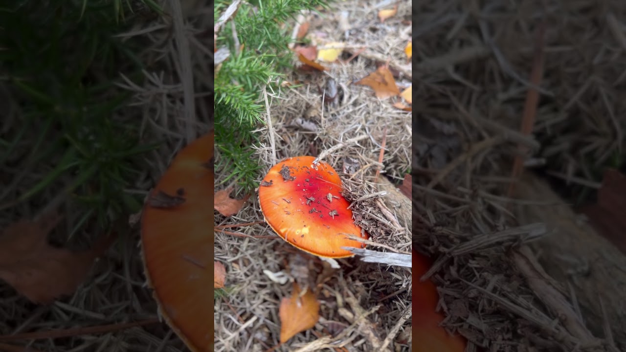 Snoopy at Kelling Heath, Norfolk