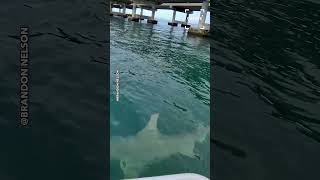 This Hammerhead Shark Got CLOSE 🤯 #shark #sharks #hammerhead