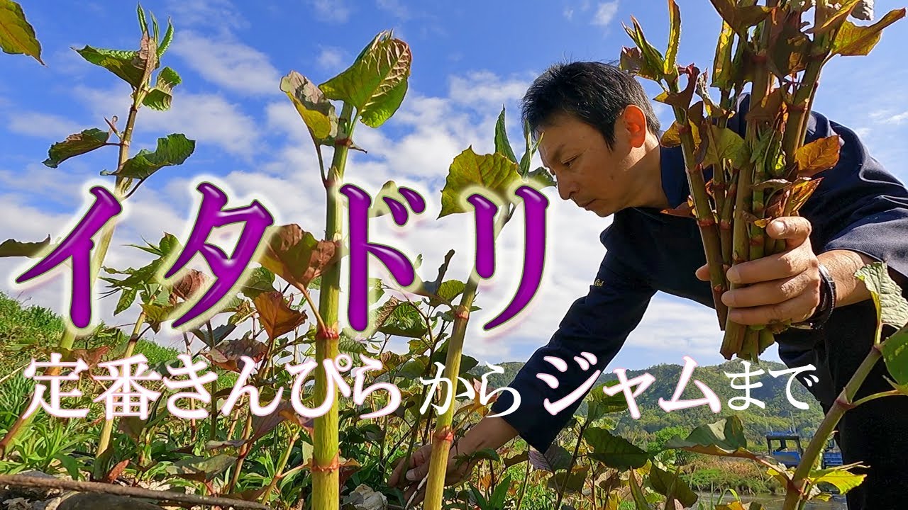 山菜 イタドリ の下処理から料理まで 定番の キンピラ から ジャム ピクルス 醤油漬け イタドリ御飯 まで解説します 番外編では ノビル 料理もご紹介 Youtube