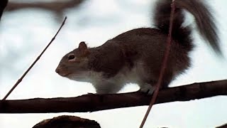 Secrets of Squirrels - Amazing Facts About Nature’s Treetop Acrobats