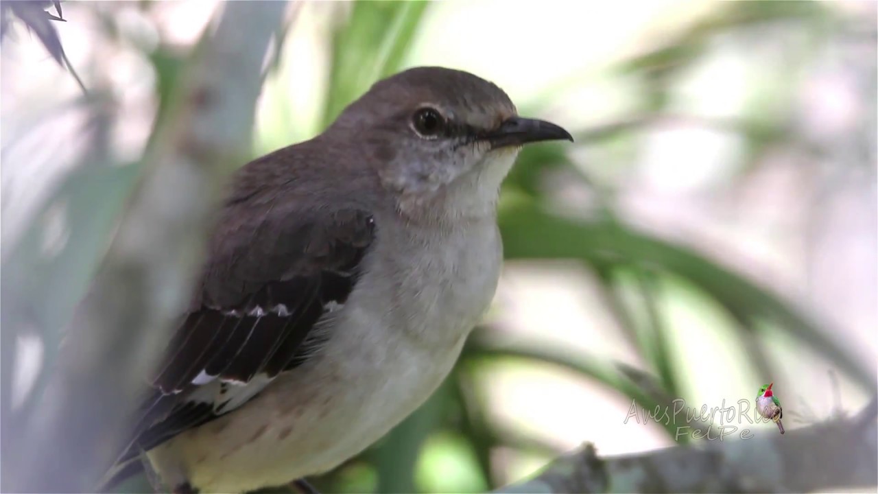RUISEÑOR de Puerto Rico (Northern Mockingbird, Mimus polyglottos ...