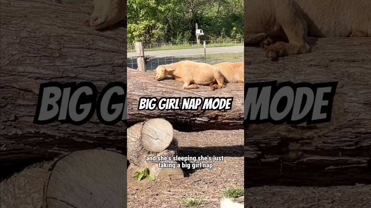 Спящая коза: переизбыток милоты | Жизнь на ферме Pretty Sweet Acres