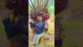 এই ফল দিয়ে তেল তৈরি হয় #viral #viralvideo #malaysia #পাম_বাগান #ytshorts