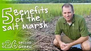 How the Salt Marsh Works | 26 Second Green