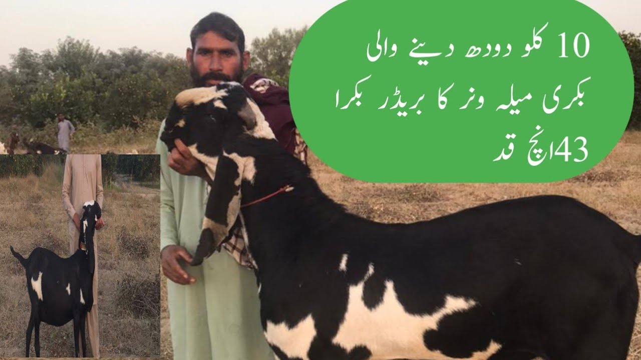 Big goat farming in Pakistan big breeder beetal