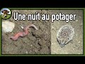 Projet blair witch au potager  vers de terre et hrisson sactivent la nuit  20 mai 2024