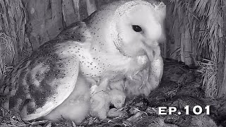 Barn Owl Nest ❸ ep.101／Lechuzas en el nido DIRECTO (Cámara 38 | Ávila)