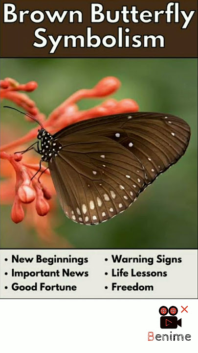 brown butterfly meaning in twinflame journey#short #twinflame #twinflamejourney #spritual