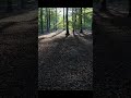 Woodland Morning Sunrise Timelapse